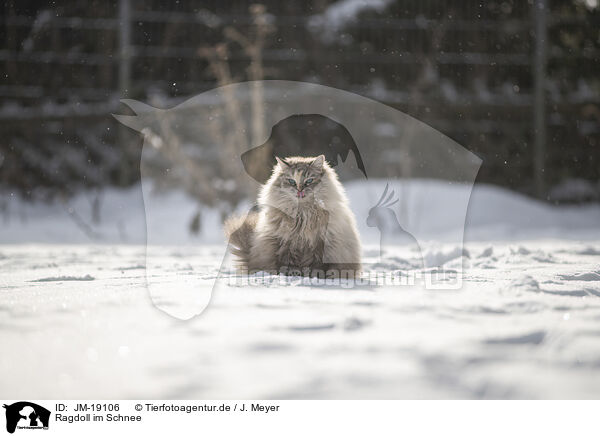 Ragdoll im Schnee / Ragdoll in snow / JM-19106