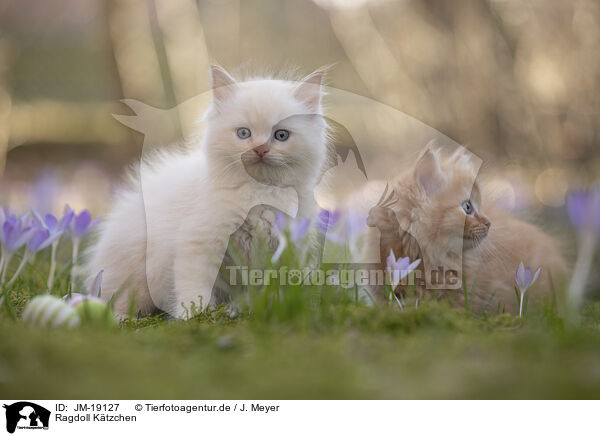 Ragdoll Ktzchen / Ragdoll kitten / JM-19127