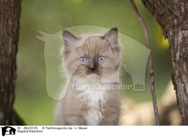 Ragdoll Ktzchen / Ragdoll kitten / JM-20725