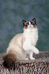 sitzende Ragdoll