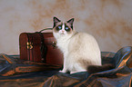 sitzende Ragdoll