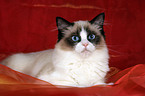 liegende Ragdoll