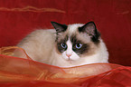 liegende Ragdoll