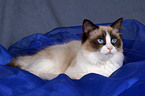 liegende Ragdoll