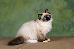 sitzende Ragdoll