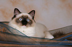 liegende Ragdoll