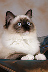 liegende Ragdoll