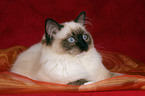 liegende Ragdoll