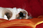 liegende Ragdoll