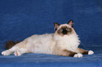 liegende Ragdoll