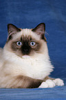 liegende Ragdoll