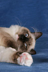 liegende Ragdoll