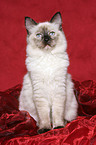 sitzende Ragdoll Jungkatze