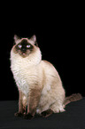 sitzende Ragdoll