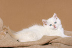 liegendes Ragdoll Ktzchen