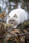 Ragdoll im Herbst