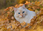 Ragdoll im Herbst