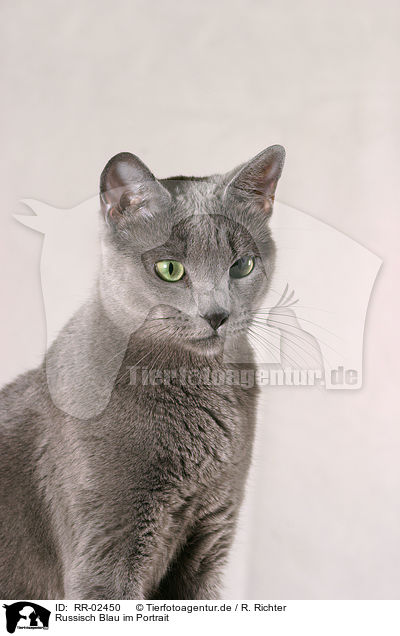 Russisch Blau im Portrait / Russian Blue Portrait / RR-02450