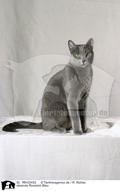 sitzende Russisch Blau / sitting Russian Blue / RR-02452