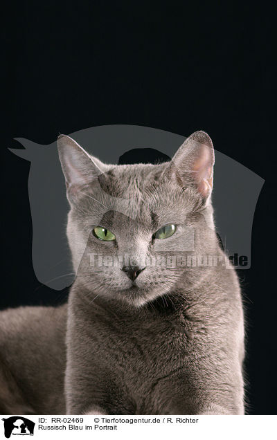 Russisch Blau im Portrait / Russian Blue Portrait / RR-02469