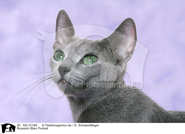 Russisch Blau Portrait / Russian Blue Portrait / SS-10180