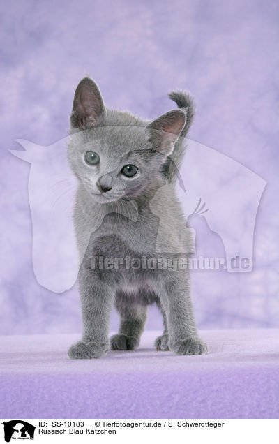 Russisch Blau Ktzchen / Russian Blue Kitten / SS-10183