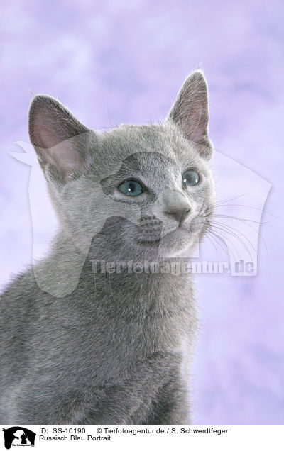 Russisch Blau Portrait / Russian Blue Portrait / SS-10190