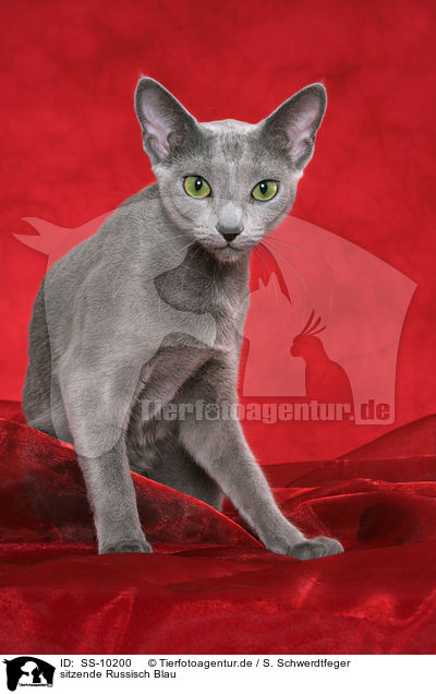 sitzende Russisch Blau / sitting Russian Blue / SS-10200