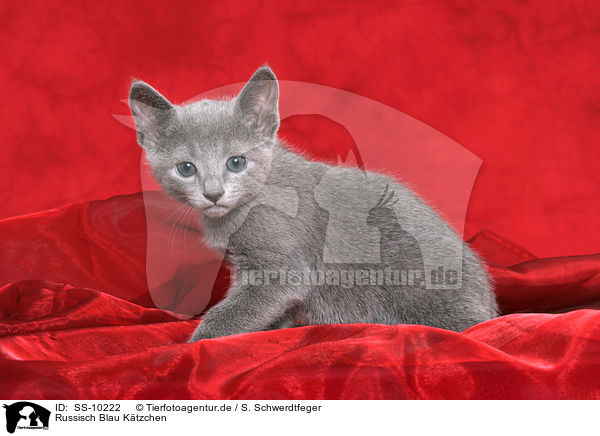 Russisch Blau Ktzchen / Russian Blue Kitten / SS-10222