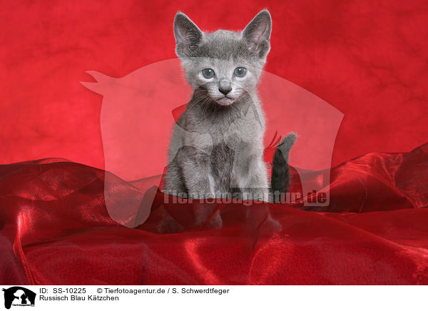 Russisch Blau Ktzchen / Russian Blue Kitten / SS-10225