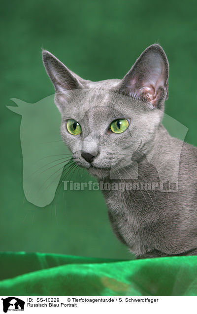 Russisch Blau Portrait / Russian Blue Portrait / SS-10229