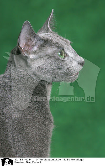 Russisch Blau Portrait / Russian Blue Portrait / SS-10234