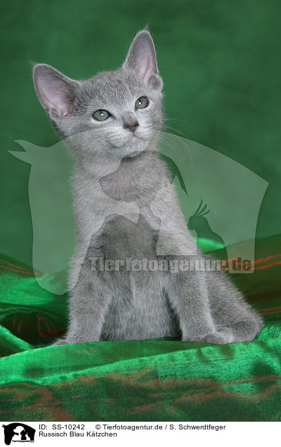 Russisch Blau Ktzchen / Russian Blue Kitten / SS-10242