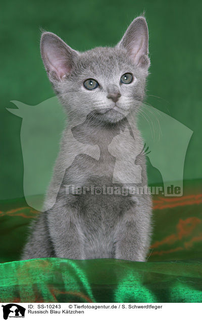 Russisch Blau Ktzchen / Russian Blue Kitten / SS-10243