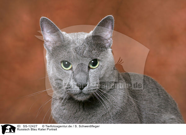 Russisch Blau Kater Portrait / russian blue tomcat Portrait / SS-12427