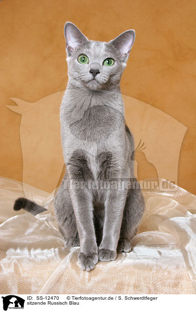 sitzende Russisch Blau / sitting russian blue / SS-12470