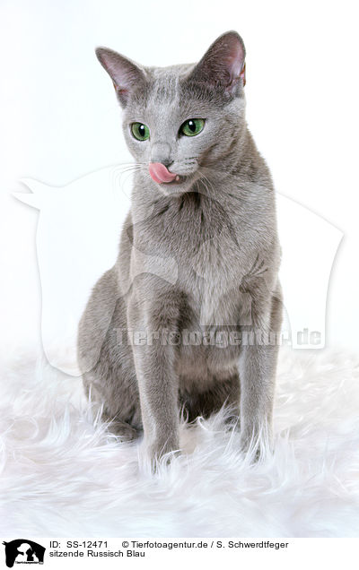 sitzende Russisch Blau / sitting russian blue / SS-12471