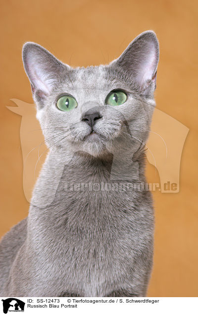 Russisch Blau Portrait / russian blue portrait / SS-12473