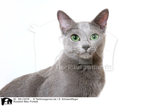 Russisch Blau Portrait / russian blue portrait / SS-12476