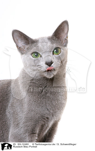 Russisch Blau Portrait / russian blue portrait / SS-12480