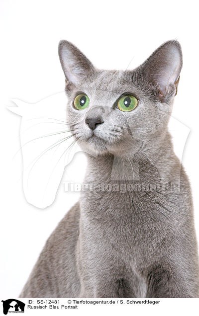 Russisch Blau Portrait / russian blue portrait / SS-12481