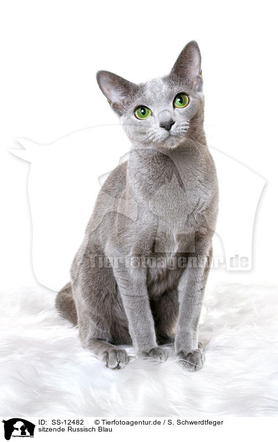 sitzende Russisch Blau / sitting russian blue / SS-12482