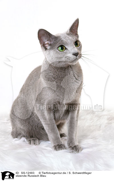 sitzende Russisch Blau / sitting russian blue / SS-12483