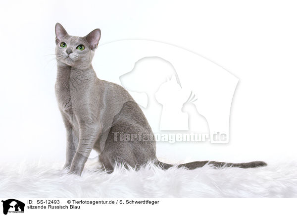 sitzende Russisch Blau / sitting Russian Blue / SS-12493