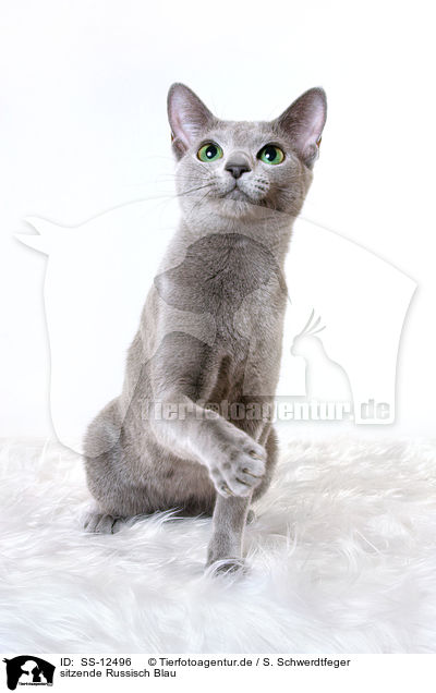 sitzende Russisch Blau / sitting russian blue / SS-12496