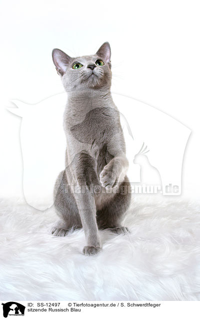 sitzende Russisch Blau / sitting russian blue / SS-12497