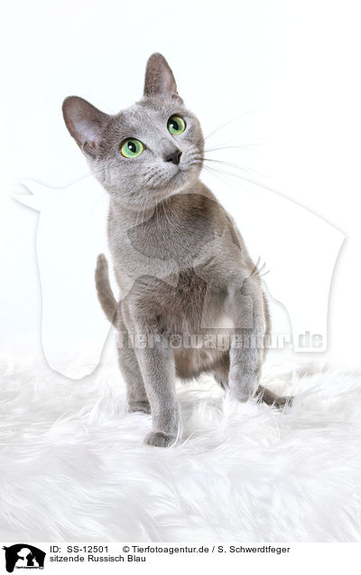 sitzende Russisch Blau / sitting russian blue / SS-12501