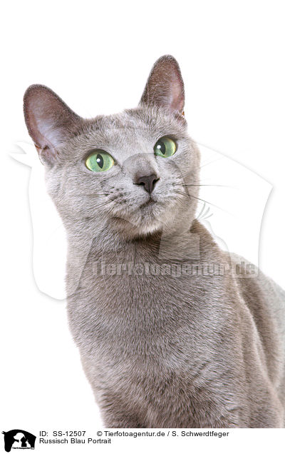 Russisch Blau Portrait / russian blue portrait / SS-12507