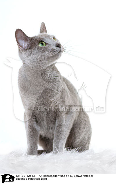 sitzende Russisch Blau / sitting russian blue / SS-12512