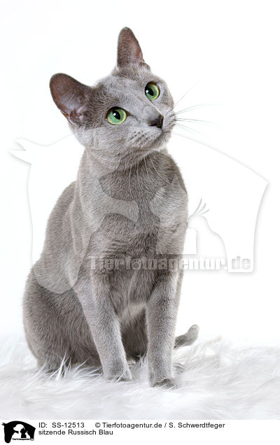 sitzende Russisch Blau / sitting russian blue / SS-12513